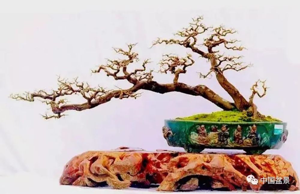 盆景双干造型一俯一仰相依相映动静有致各显其神