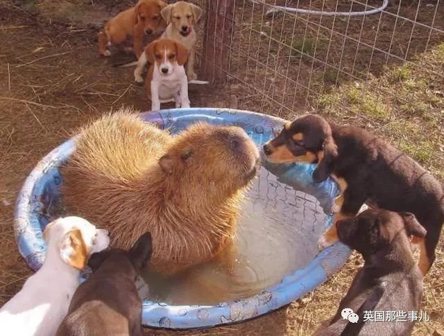 400隻水豚入侵阿根廷富人區 生態專傢 人類先動的手