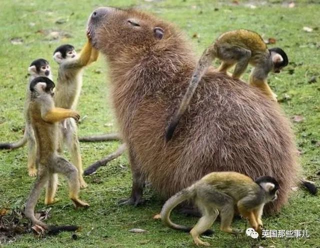 400只水豚入侵阿根廷富人区 生态专家 人类先动的手 全网搜