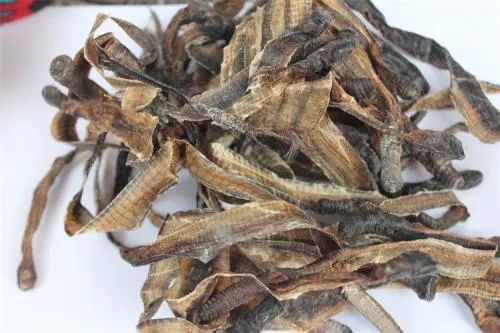 地龙的功效与作用,地龙的吃法和用量