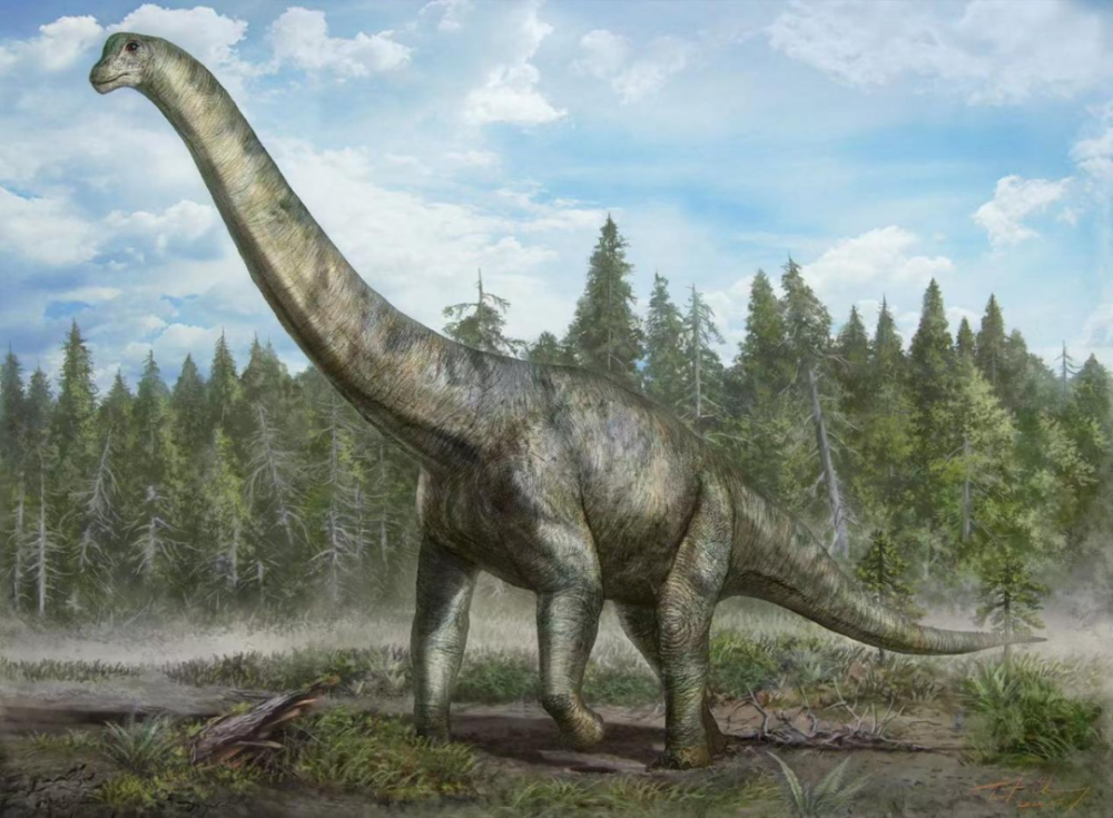 如旋转的齿轴,铲状的牙齿等等,为腕龙类恐龙曾栖息于亚洲这一假说提供