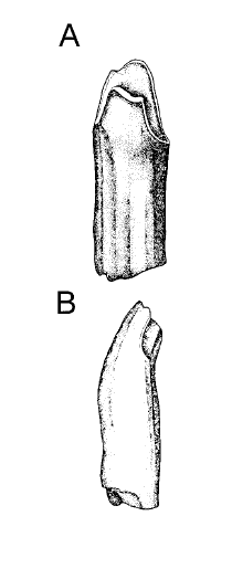 韩国声称发现的白垩纪早期腕龙牙齿 (图片来源: 参考文献【5】)