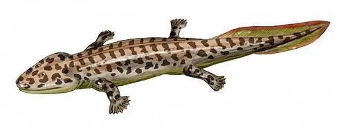 棘螈复原图鱼石螈(上)与棘螈(下)骨骼对比掌和趾的演化(acanthostega