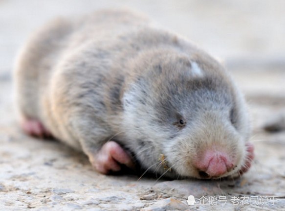 现实生活中,类似地羊的案例很常见,曾经的兰花,崖柏