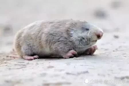 长得像老鼠被称地羊以前是害兽现在当虎骨用一斤三百