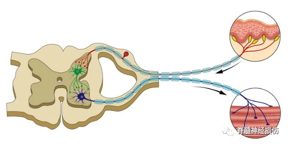 简述脊髓神经有多重要!