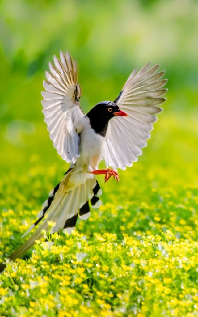行走在南京中山植物园,时常看到这种鸟,它的名字就叫红嘴蓝鹊,从不