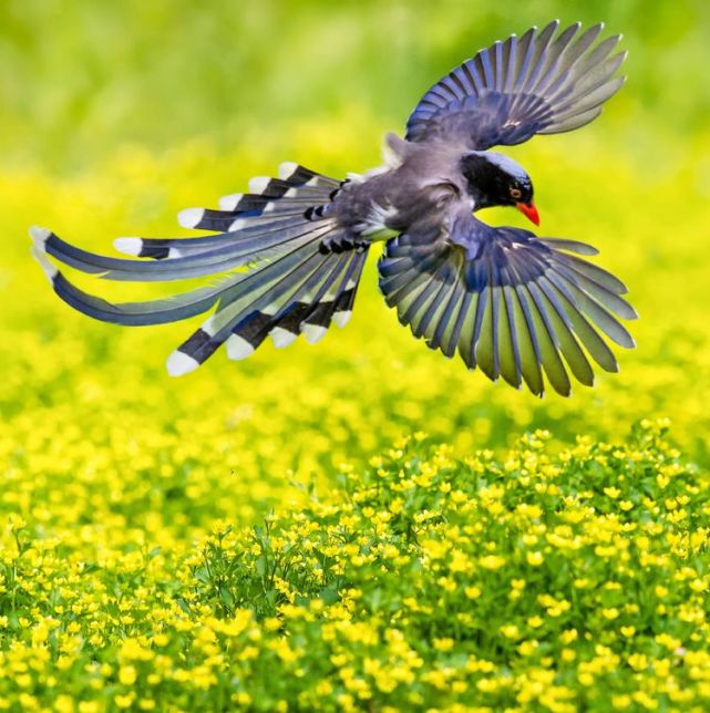 它羽毛华丽,雍容华贵,传说红嘴蓝鹊是王母娘娘的三只青鸟之一,所以有"