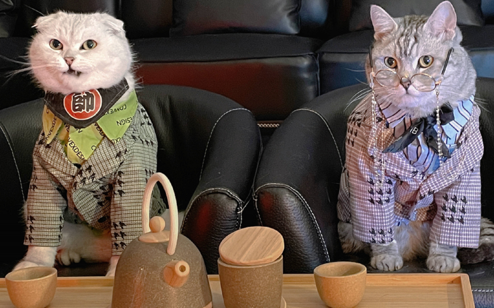 阿彪:第一只会开车的猫,和彪妈斗智爆红,网友:我才不是看猫的