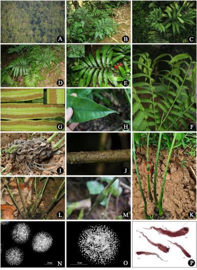 云南大围山发现一种古老蕨类植物新种