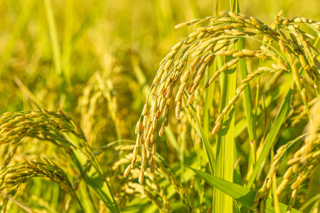 农民的福音巨型水稻试种成功株高2米亩产800公斤以上