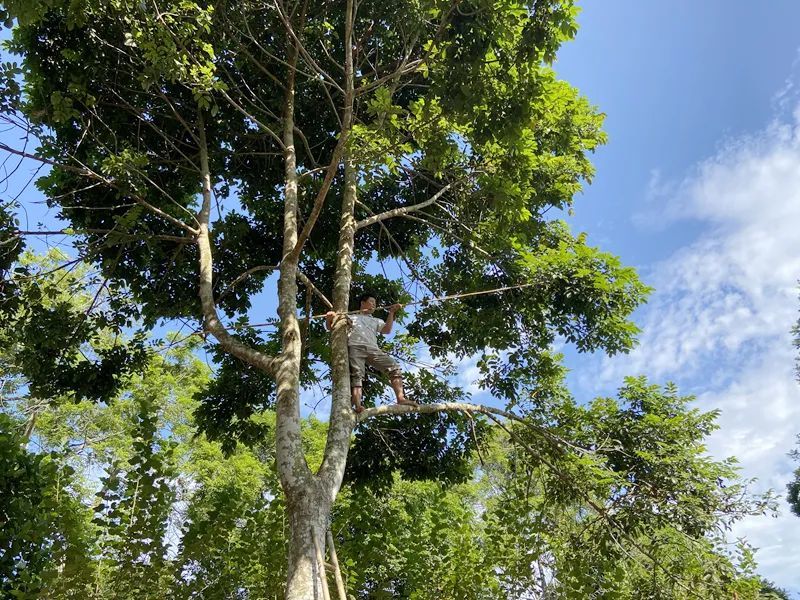 走進鎮秀村,樹冠粗大的烏欖樹映入眼簾,只見靈活矯健的村民赤腳爬上