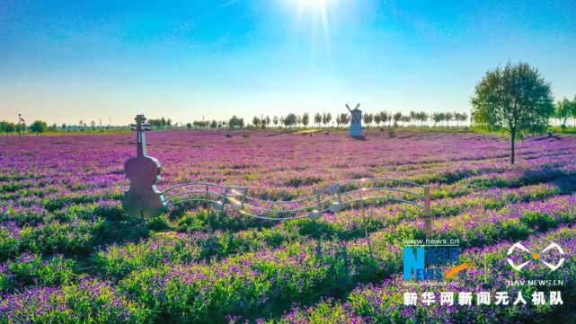 呼和浩特大黑河畔竟藏着一大片紫色花田,开学了快约起来