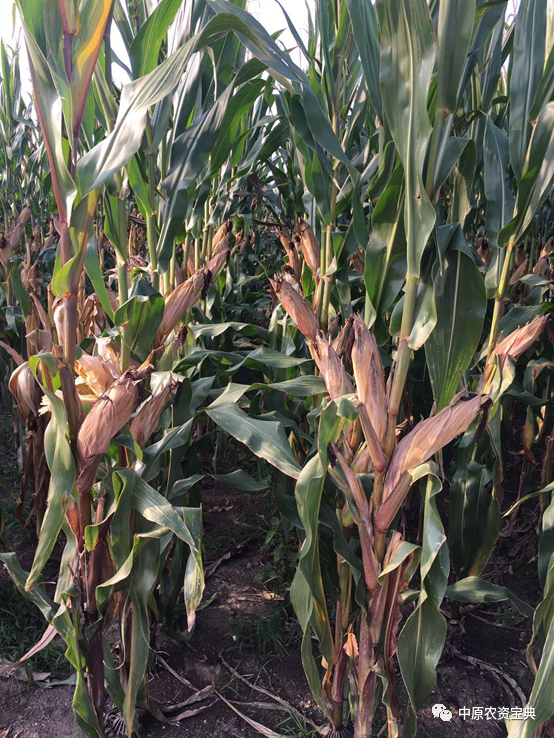 554_738竖版 竖屏