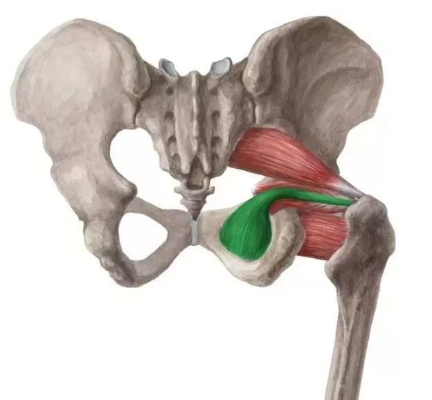 梨状肌闭孔内肌闭孔外肌