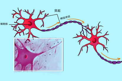 神经兴奋是可以传导的,当它传导到肌肉时,会使肌肉也产生兴奋,肌肉
