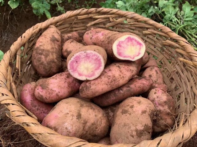 地标产品云南七彩土豆