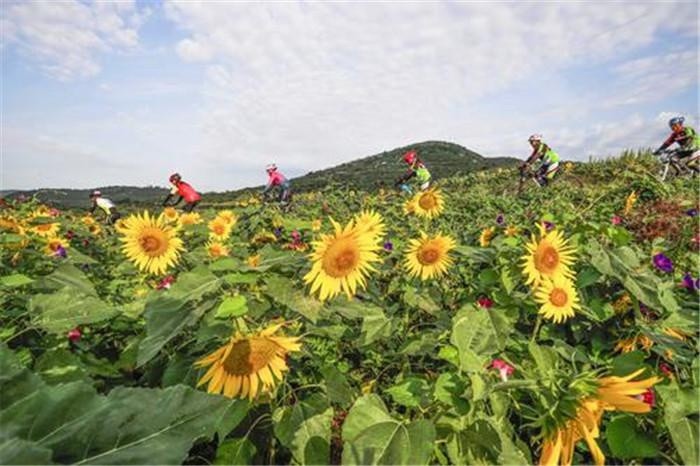 新华社聚焦唐山丨秋日花海如画 魅力乡镇