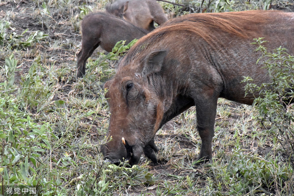杀猪令150万野猪泛滥成灾人猪矛盾大升级野猪能吃了