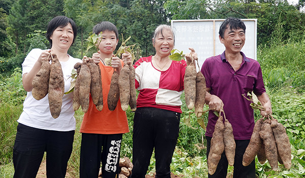 看着就想吃 湘潭县这个地方的白薯丰收啦_腾讯新闻