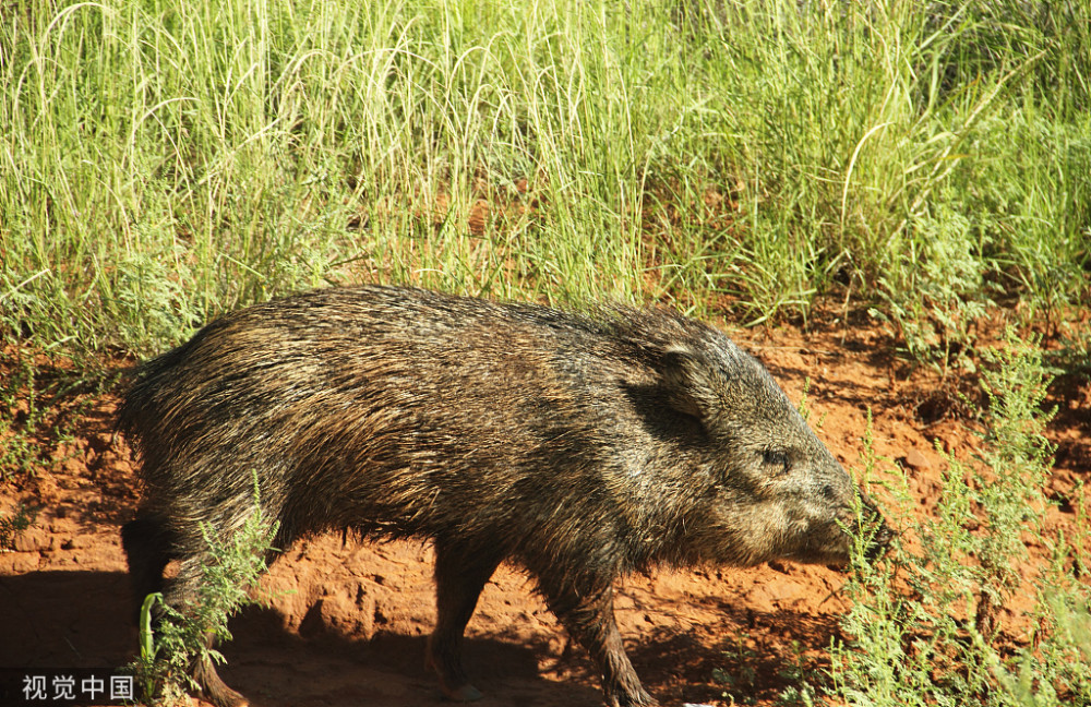 四川通江2万头野猪成灾