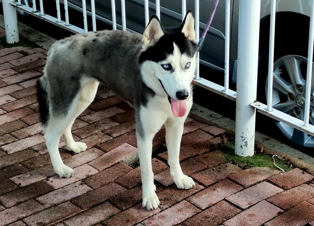 正門對出的人行道路段,一隻哈士奇寵物犬被人栓綁在人行道的鐵護欄旁