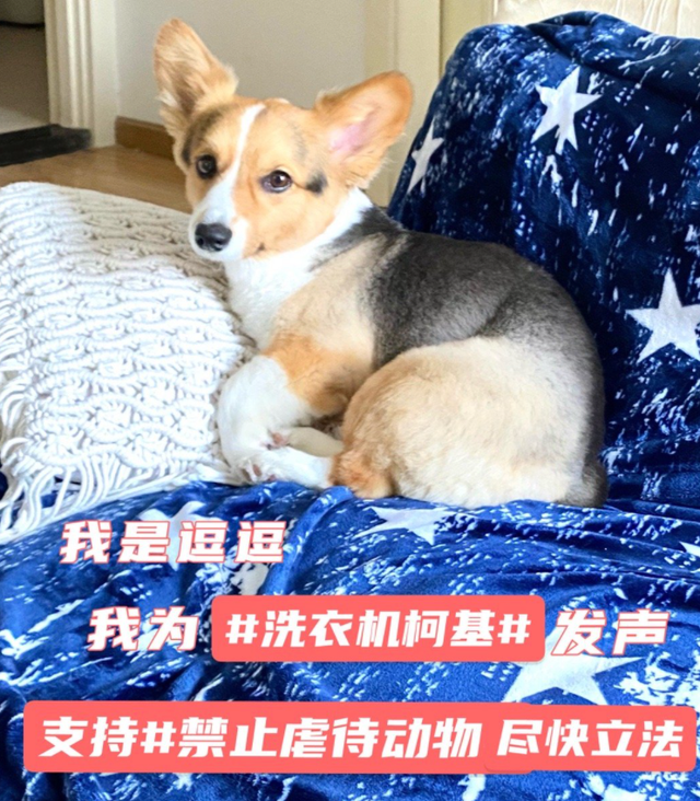柯基排行_完美收官!2016全犬种排行出炉!(2)