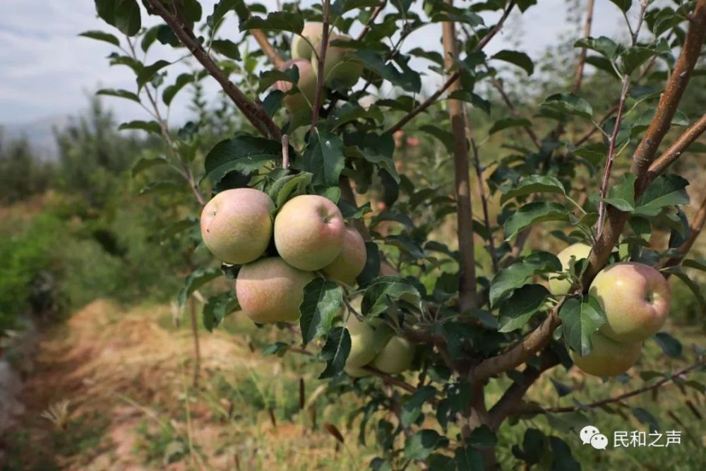 【乡村振兴】小果园里好秋景
