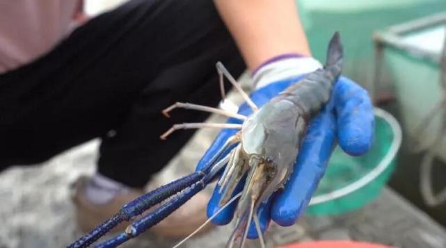 罗氏沼虾应该说是一种比较大众化的一种虾类,人们喜欢它是因为它的虾