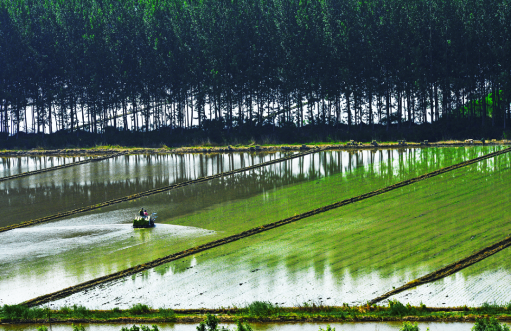 曹妃甸鱼米之乡迈出乡村振兴新步伐