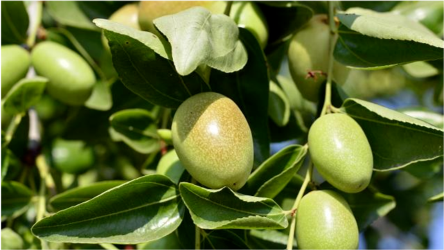 荷荷巴一个有着强大护肤功效的植物