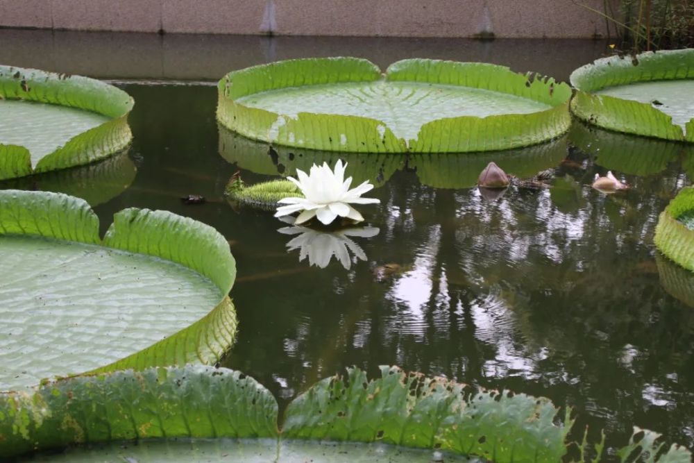 中山植物園裡的王蓮開花啦!自帶霸氣,花瓣還會變色!