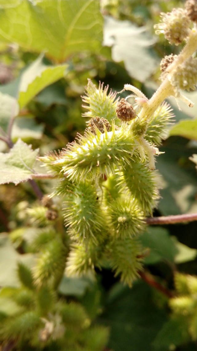 小时候你玩过苍耳吗