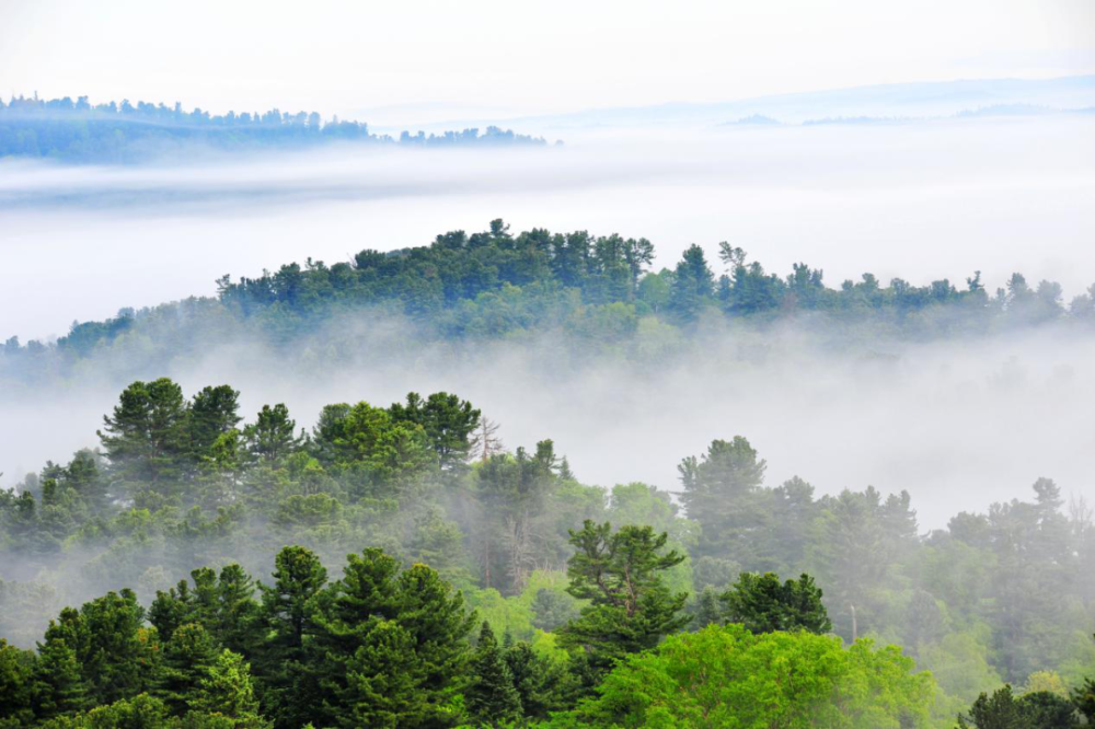 黑龙江林业报走进丰林原始红松林