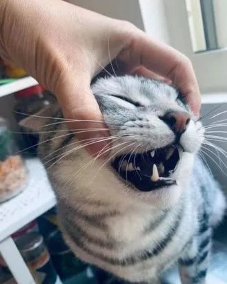 发酵面团冒2颗洞洞!妈气死捏耳朵质问,跩猫屁孩一脸鄙视