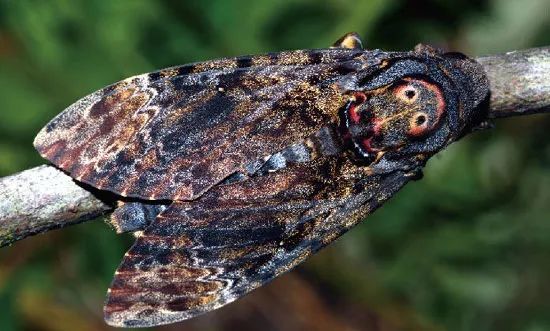 鬼脸天蛾来自勐海苏湖林区的神奇精灵