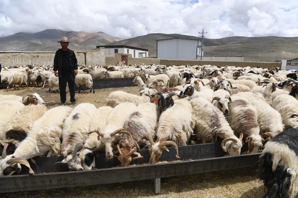 图为定日县尼辖乡岗巴羊养殖合作社的社员在饲喂岗巴羊.记者 李洲 摄