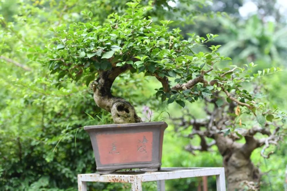 这位云浮人把盆景艺术做到了极致