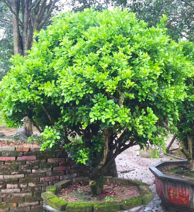 浅谈米兰盆栽的鉴赏历史以及造型栽培技巧