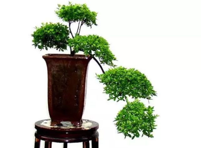 浅谈米兰盆栽的鉴赏历史以及造型栽培技巧