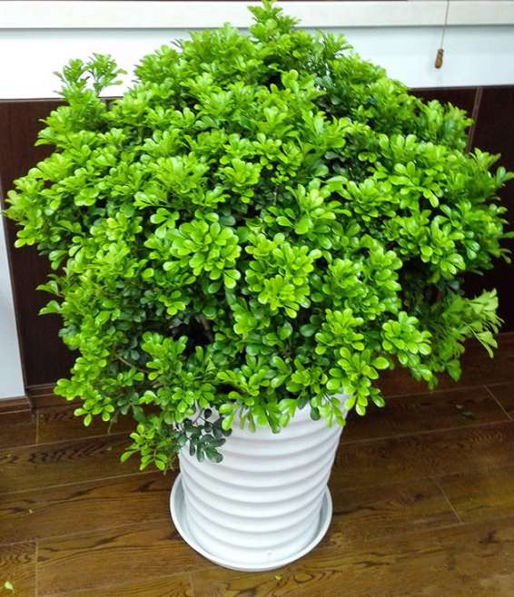 浅谈米兰盆栽的鉴赏历史以及造型栽培技巧