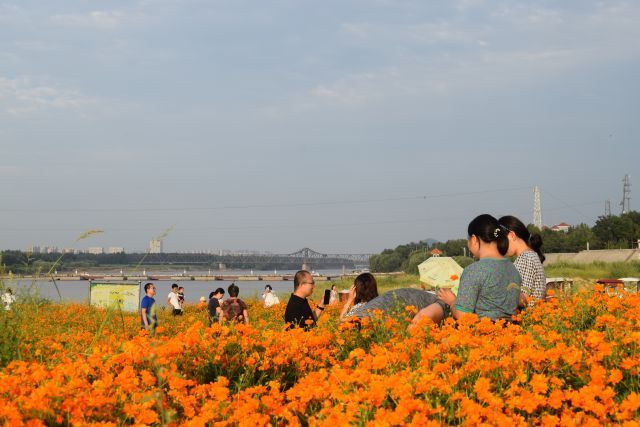 黃河岸邊浪漫花海成市民打卡地