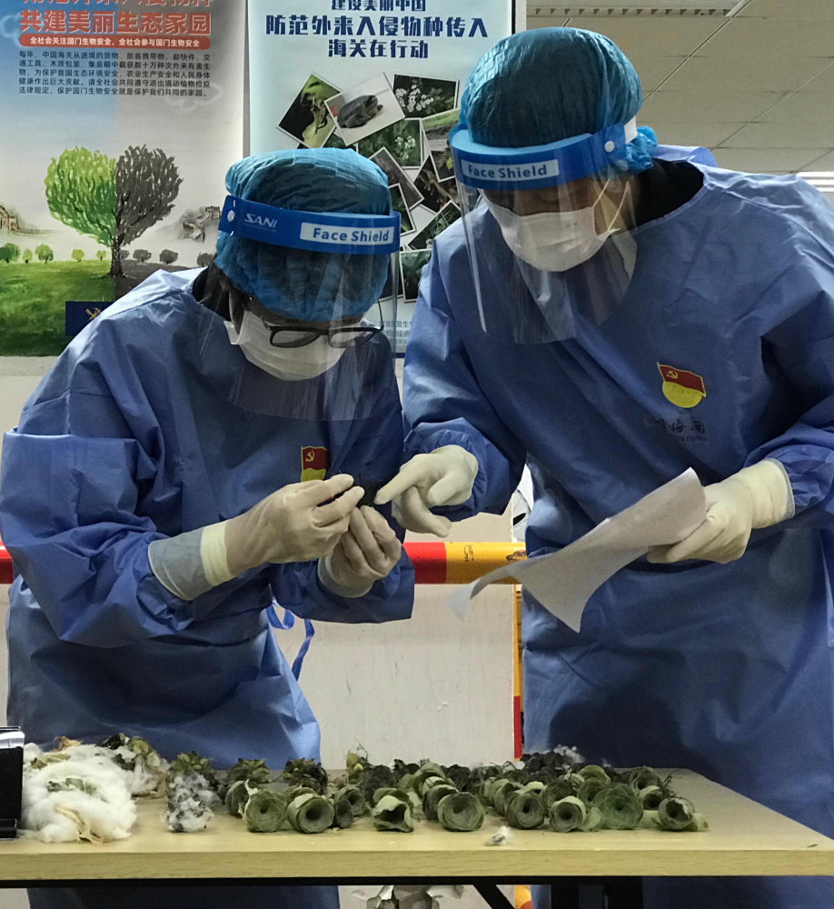 多肉植物排行_56株活体多肉植物以“糖果”身份入境,被上海海关截获