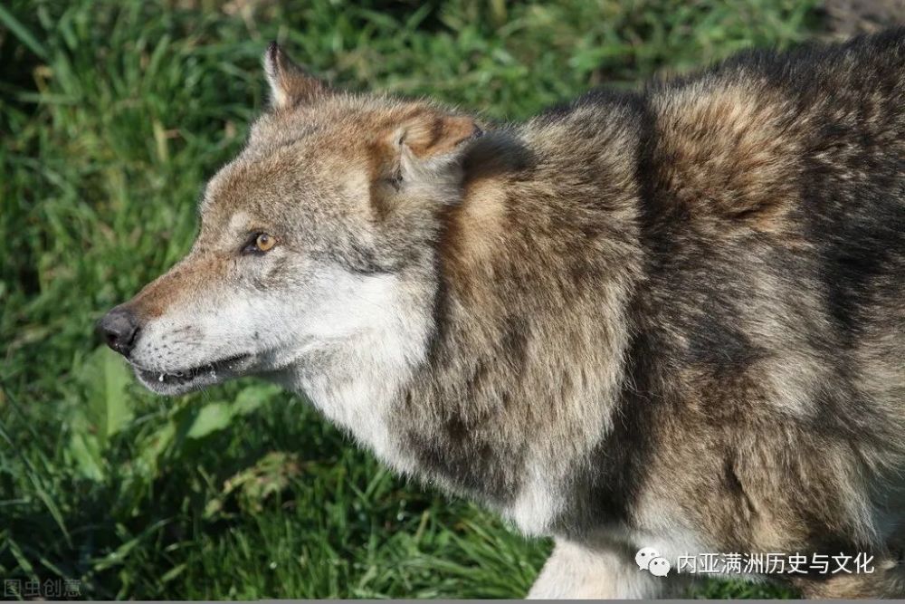 母狼攻击一对恋人,生死关头姑娘救了男人,男人却趁机舍她跑了