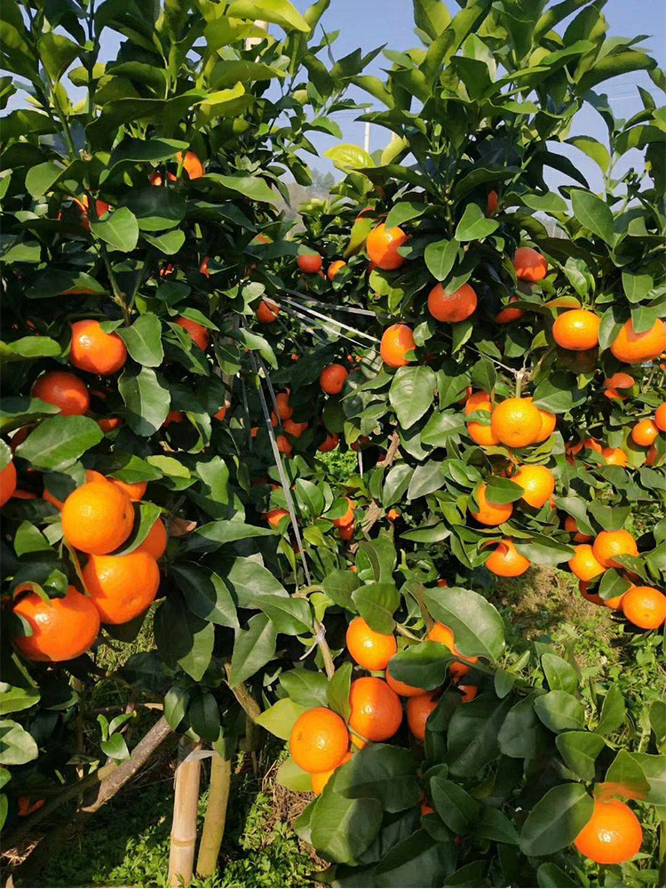 金秋砂糖橘的特征特性及引种栽培技术