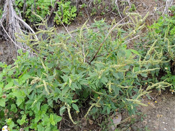 花170年扩散终成入侵物种却被用来煲汤8月遭大量采挖