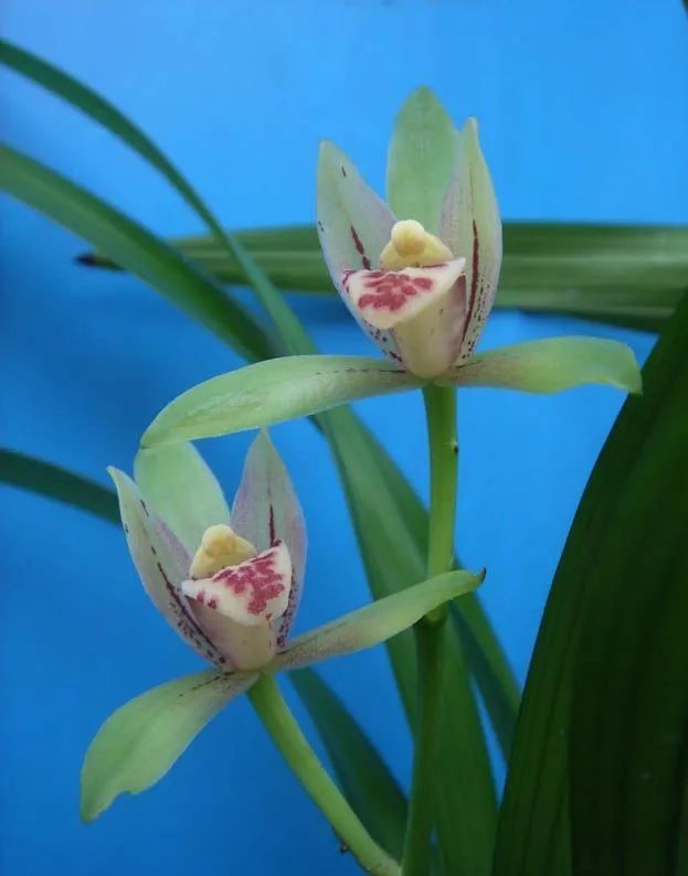 峨眉市民你心目中的峨眉市花市树是什么呢