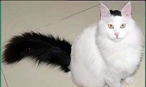 猫咪尾巴的不同姿势其实是有不同的事情告诉你