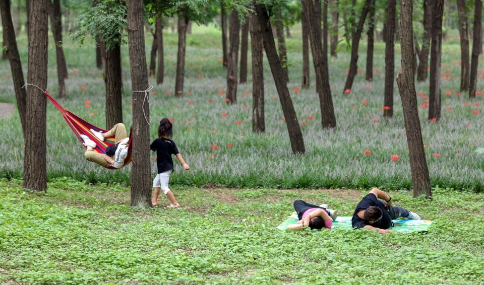 彼岸花 花叶不相见 球根有剧毒 腾讯新闻