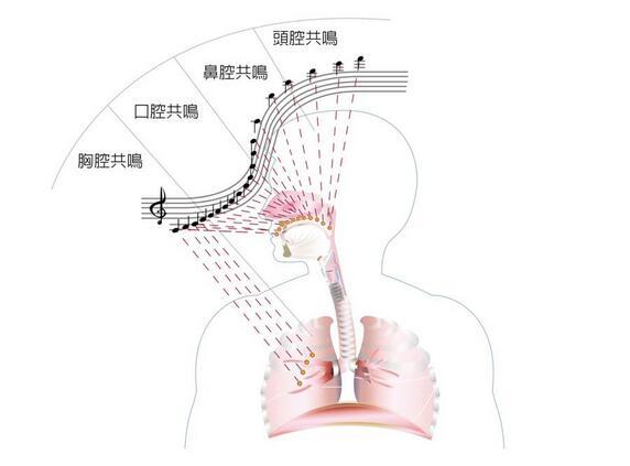 當我們的口腔徹底打開後,聲波就會在硬顎上進行反射,如果將聲波在軟顎